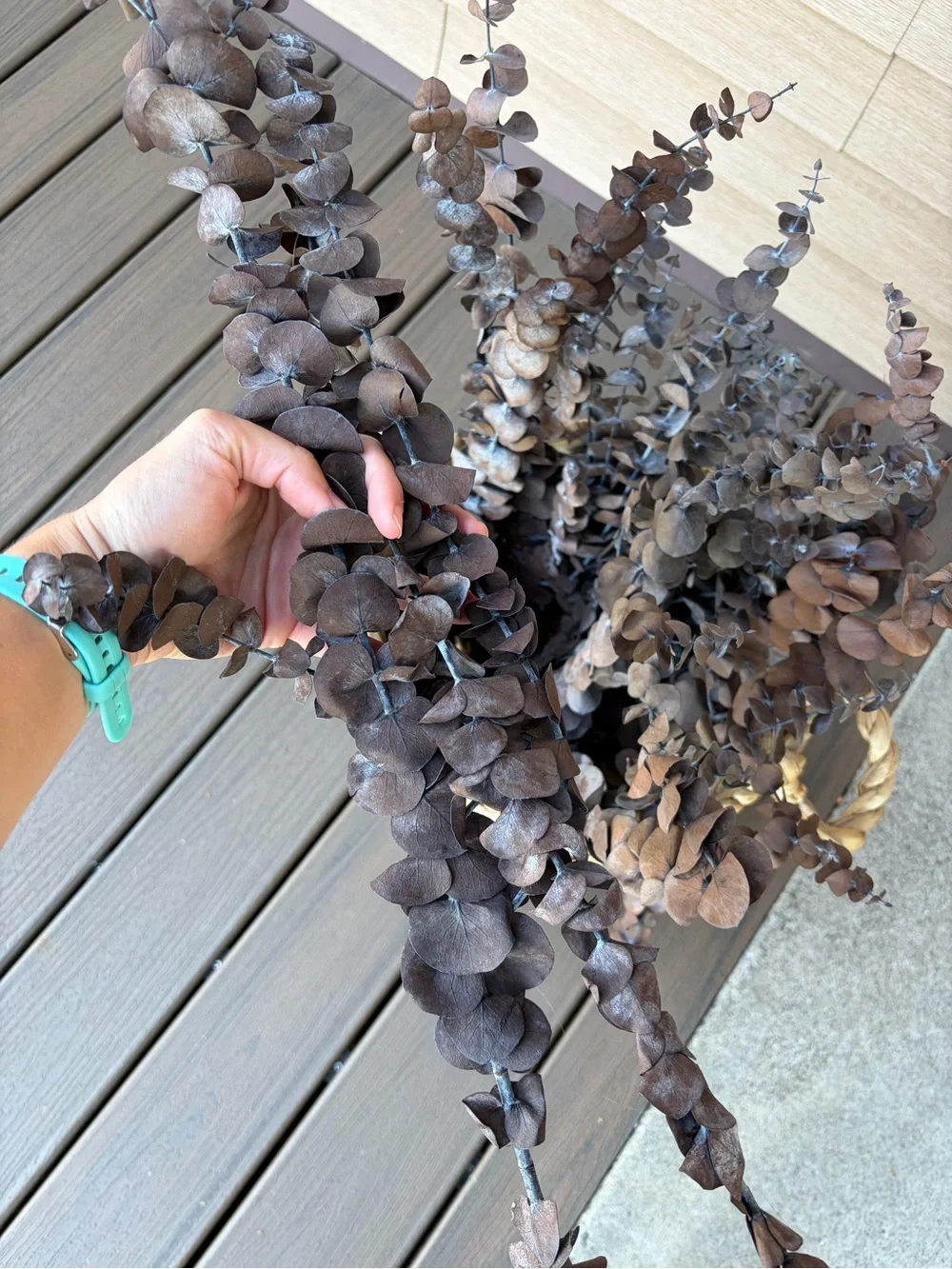 Dried Brown Eucalyptus
